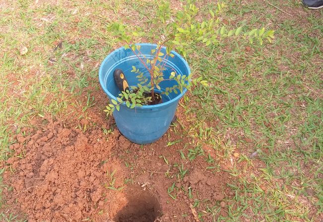 DIA DA ÁRVORE É COMEMORADO COM PLANTIO DE MUDA NO PARQUE DA ESCOLA!!!