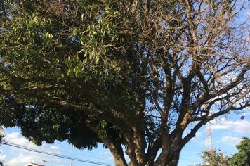 Secretaria do Meio Ambiente informa sobre retirada de árvore doente da Praça das Mangueiras