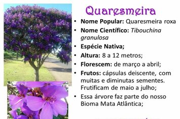 Quaresmeira Roxa