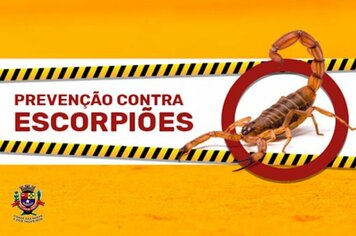 Prefeitura alerta sobre aumento dos acidentes com escorpião durante o verão