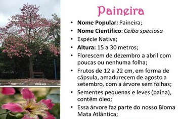 Paineira