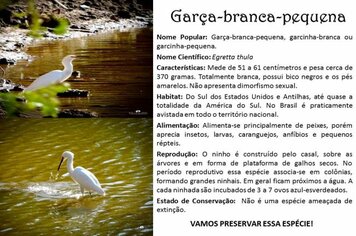 Garça-Branca-Pequena