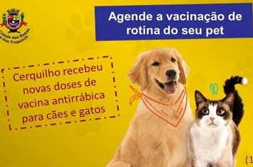 Prefeitura orienta sobre agendamento da vacinação antirrábica