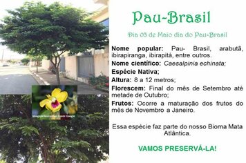 Pau-Brasil