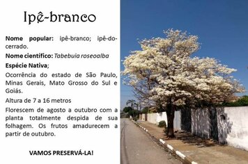 Ipê-Branco