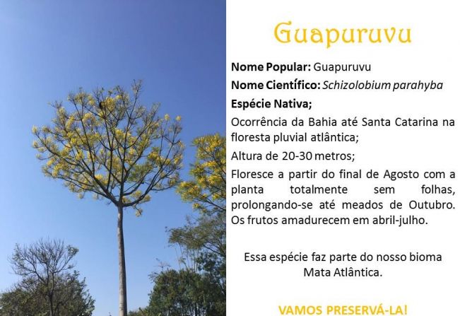 Guapuruvu