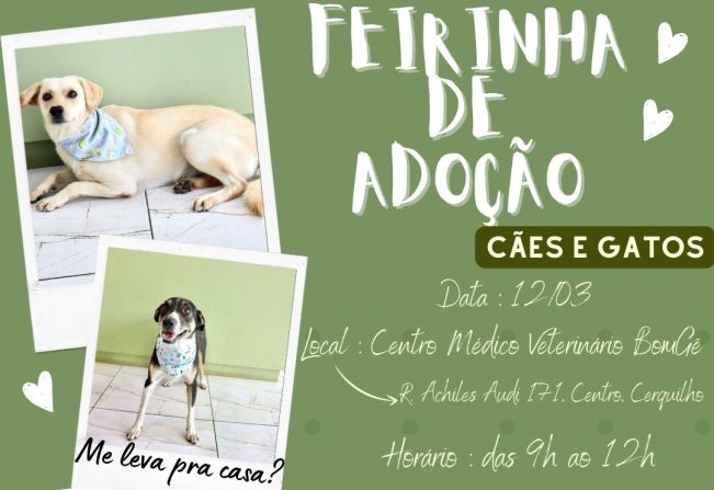 Feirinha de Adoção de Cães e Gatos resgatados pela Prefeitura acontece neste sábado, dia 12/03