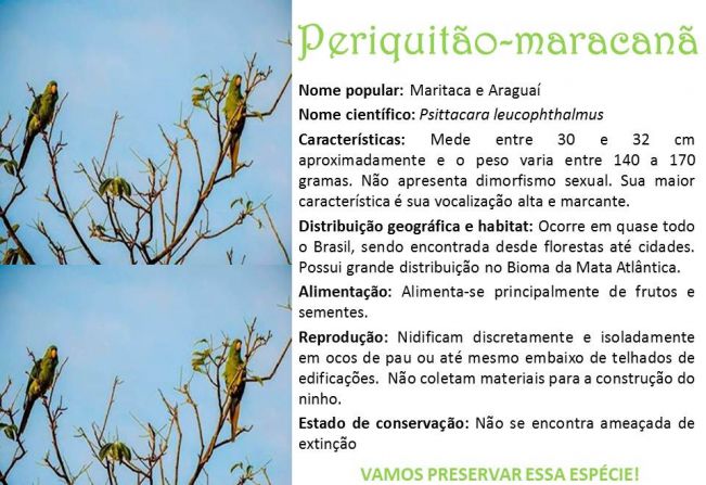 Maritaca