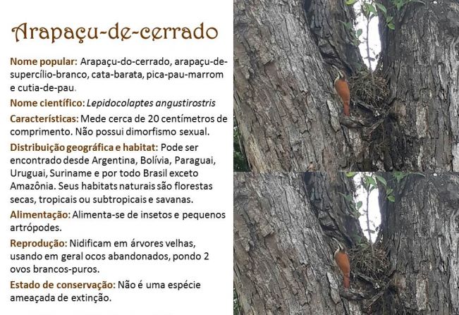 Arapaçu-de-Cerrado