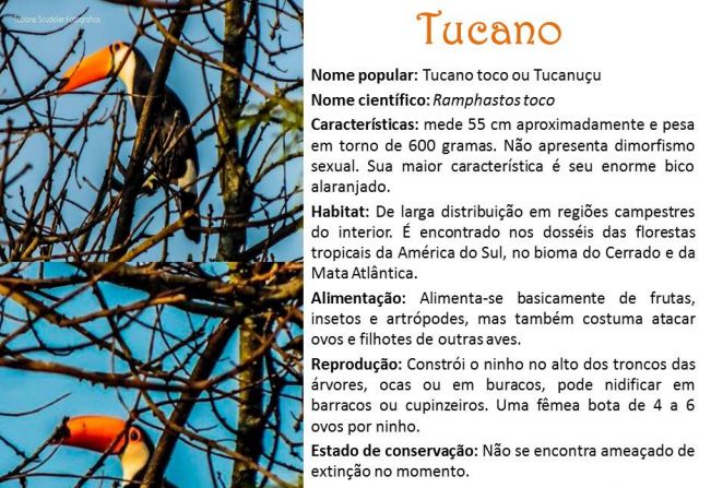 Tucano