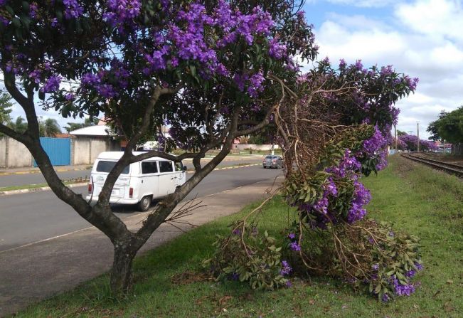 Secretaria do Meio Ambiente alerta sobre vandalismo em árvores