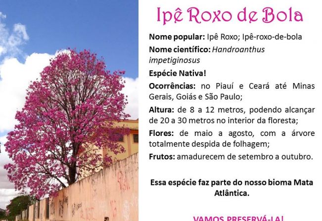 Notícia - Ipê Roxo - Prefeitura Municipal de Cerquilho