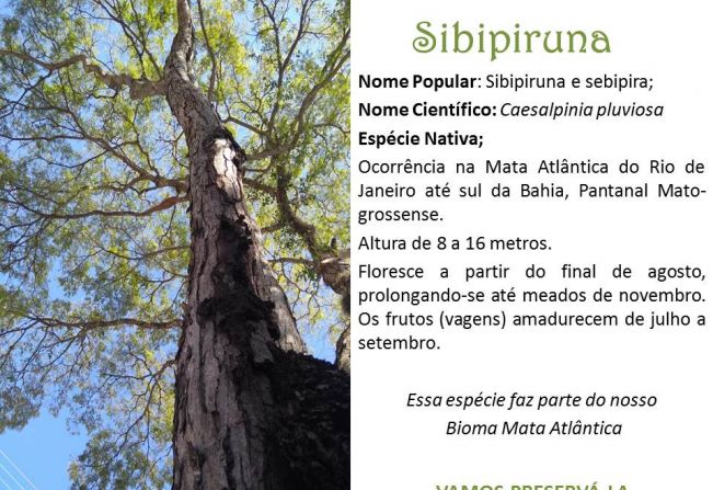 Sibipiruna