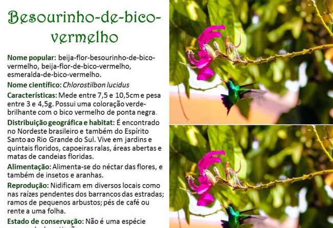 Besourinho-de-bico-vermelho