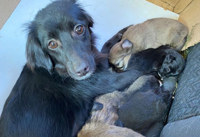 Prefeitura faz alerta sobre abandono de animais em Cerquilho