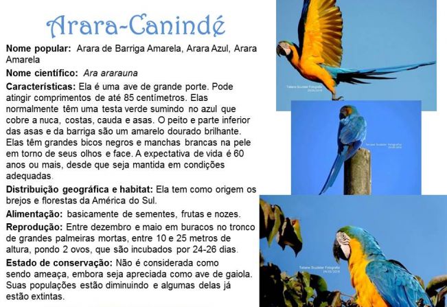 Arara-Canindé
