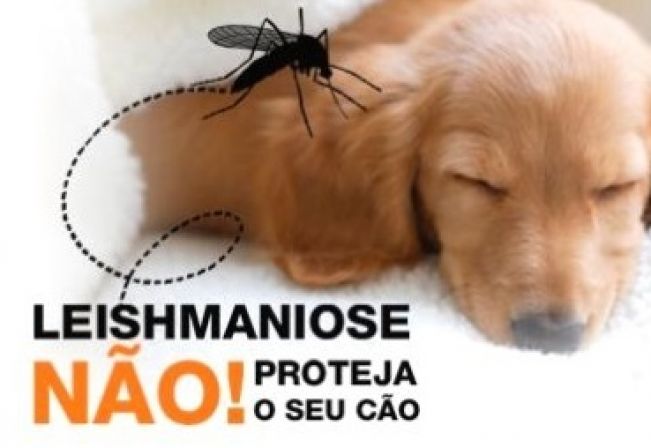 Prefeitura informa a respeito da Leishmaniose Visceral